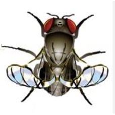 Drosophila: Wild Type, Curled Wing, Ebony Body - Small Culture